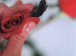 rose 8