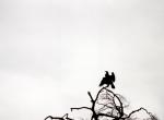 untitled (big bird)