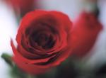 rose 1