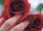 rose 2