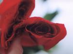 rose 3