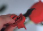 rose 4