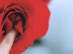 rose 5