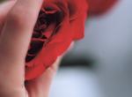 rose 6