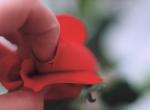 rose 7