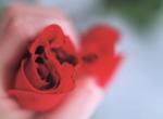 rose 9