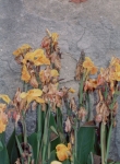 arrangement