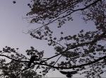 Crows