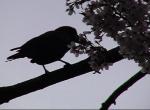 Crows